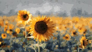 金色向日葵花海浪漫图景