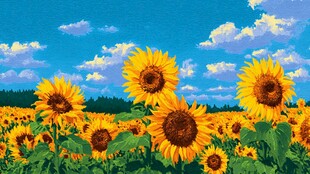 灿烂向日葵花海蓝天图景