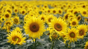 灿烂向日葵花海