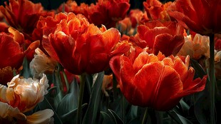 鲜艳红郁金香绽放美景