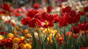 绚丽红郁金香花海绽放