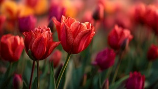 艳丽郁金香绽放于花田