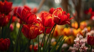 艳丽红郁金香绽放美景