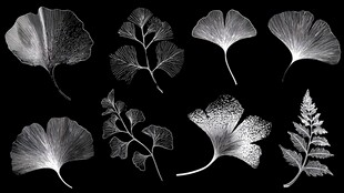 黑白植物叶片艺术展示