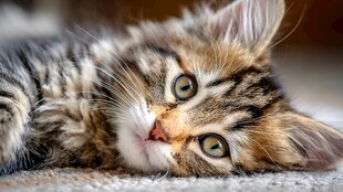 可爱小猫惬意躺卧瞬间