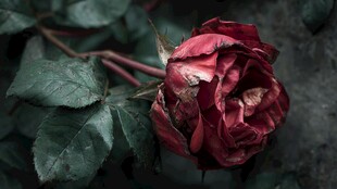 枯萎红玫瑰的落寞之美