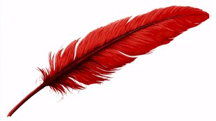 鲜艳红色羽毛 灵动飘逸