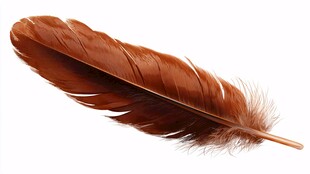 棕色羽毛特写