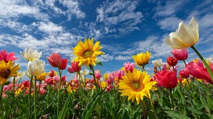 花海蓝天 缤纷花卉绽放