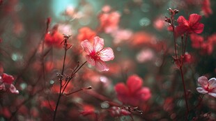 春日绽放的娇艳粉色花朵