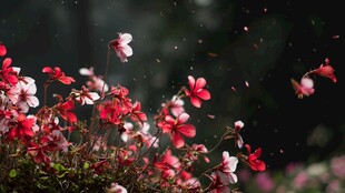 雨中绽放的娇艳花朵