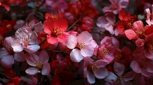 娇艳海棠花绽放