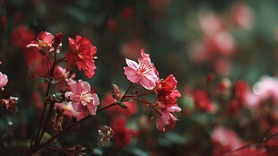 娇艳绽放的粉色花卉