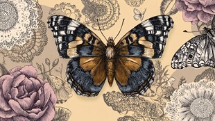 蝶舞繁花间的自然之美