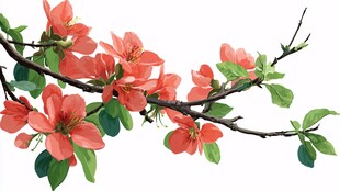 枝头绽放的艳丽红花朵