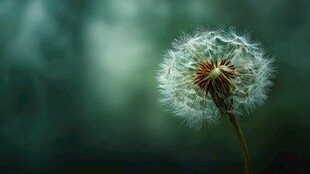 孤美蒲公英绽于朦胧间