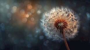 梦幻蒲公英 微光中的浪漫