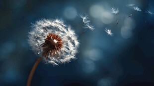 飞舞的蒲公英 梦幻的瞬间