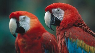 双红金刚鹦鹉特写