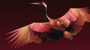 丹顶鹤展翅的绚丽瞬间