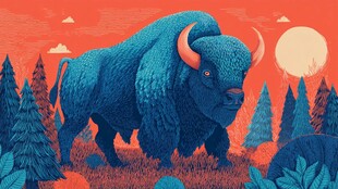 夕阳下的壮硕野牛