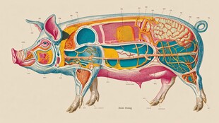 猪的内部解剖结构示意图