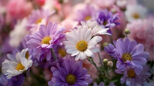 缤纷雏菊绽放美好瞬间