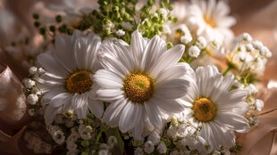 清新雏菊绽放的美好瞬间