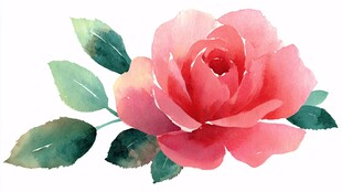 水彩绘粉色娇艳玫瑰花