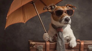 时尚狗狗撑伞扮酷摆拍