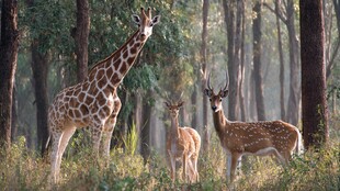 森林中长颈鹿与梅花鹿同框