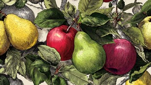 手绘苹果与梨的静物画面