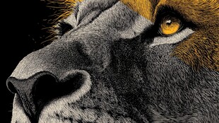 雄狮特写 锐利目光与鬃毛