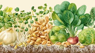 新鲜多样蔬菜与发芽种子