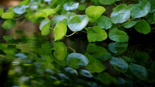 水上绿植的清新倒影