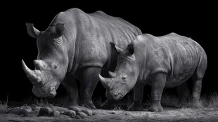 黑白画面中的犀牛母子