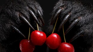 熊爪握红樱桃的奇妙画面