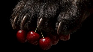 熊爪握红樱桃特写