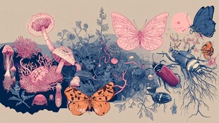 梦幻动植物插画场景