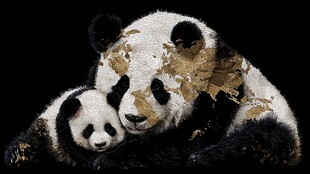 熊猫母子 金色印记的温情时刻