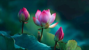 娇艳荷花绽放于绿叶间