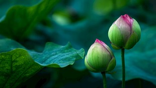 两朵娇嫩荷花含苞待放