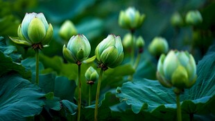 含苞待放的清新荷花