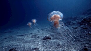 深海中的梦幻水母群