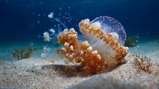 海底水母优雅舞动瞬间