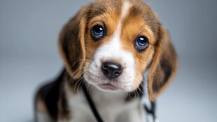 可爱小猎犬萌态特写