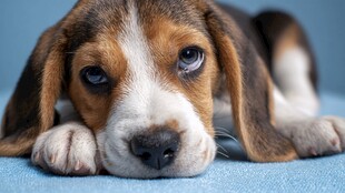 小猎犬趴在蓝色垫子上