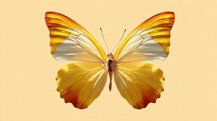 金色梦幻蝴蝶展翅