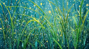 雨中青草与黄花的清新景致