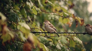 树枝上的两只麻雀